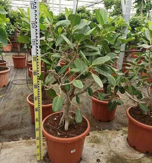 0 - Ficus benghalensis 'Audrey' (Figuier des Banyans 'Audrey') Pot de 35L - 70/100cm - Image 3