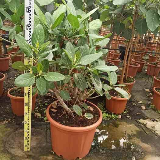 0 - Ficus benghalensis 'Audrey' (Figuier des Banyans 'Audrey') Pot de 35L - 70/100cm - Image 2