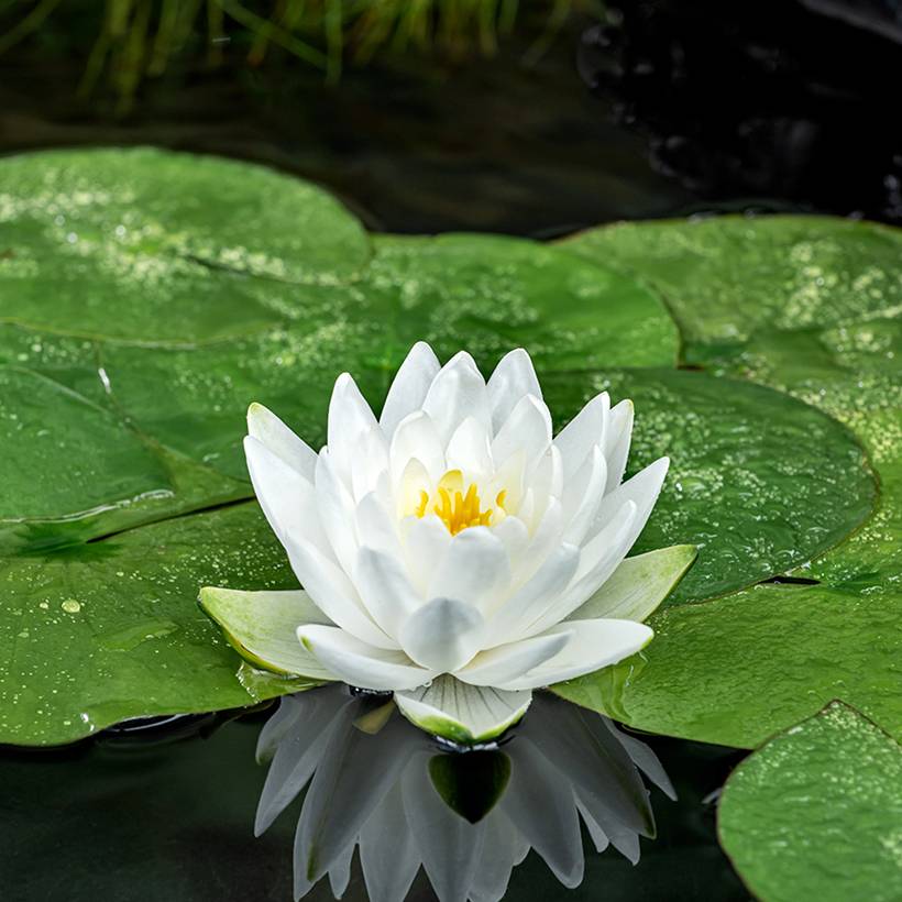 Nymphaea Perry's Double White - Nénuphar rustique Pot de 1L/1,5L