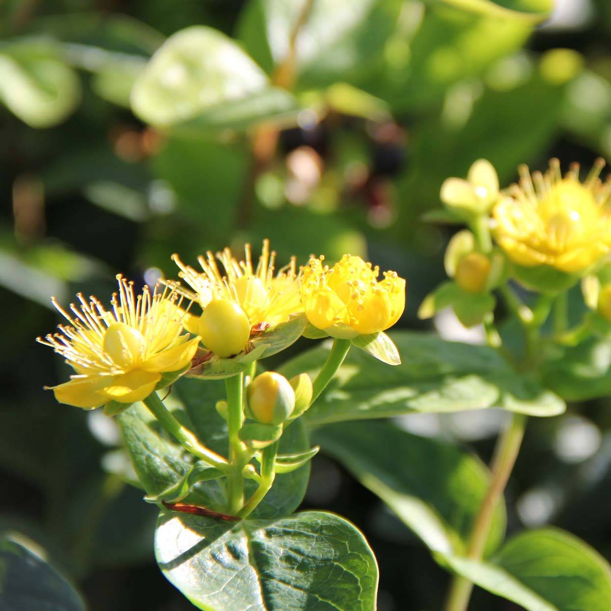 Promesse de Fleurs - Hypericum inodorum Magical Sunshine - Millepertuis Pot de 2L/3L - Image 1