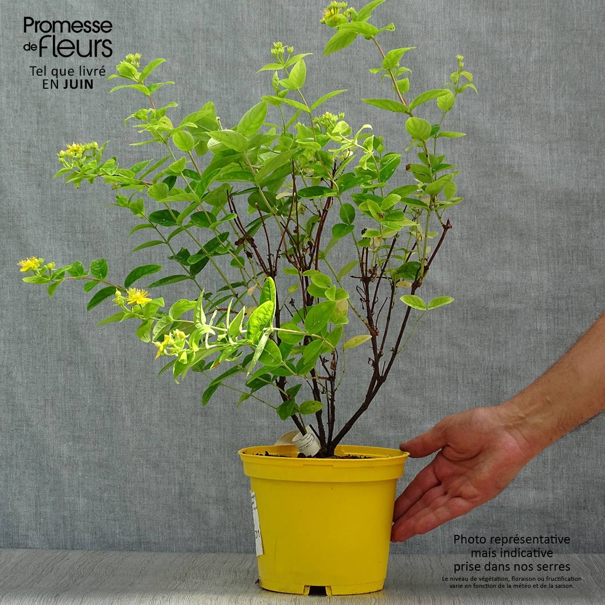 Promesse de Fleurs - Hypericum inodorum Magical Sunshine - Millepertuis  Pot de 2L/3L - Image 2