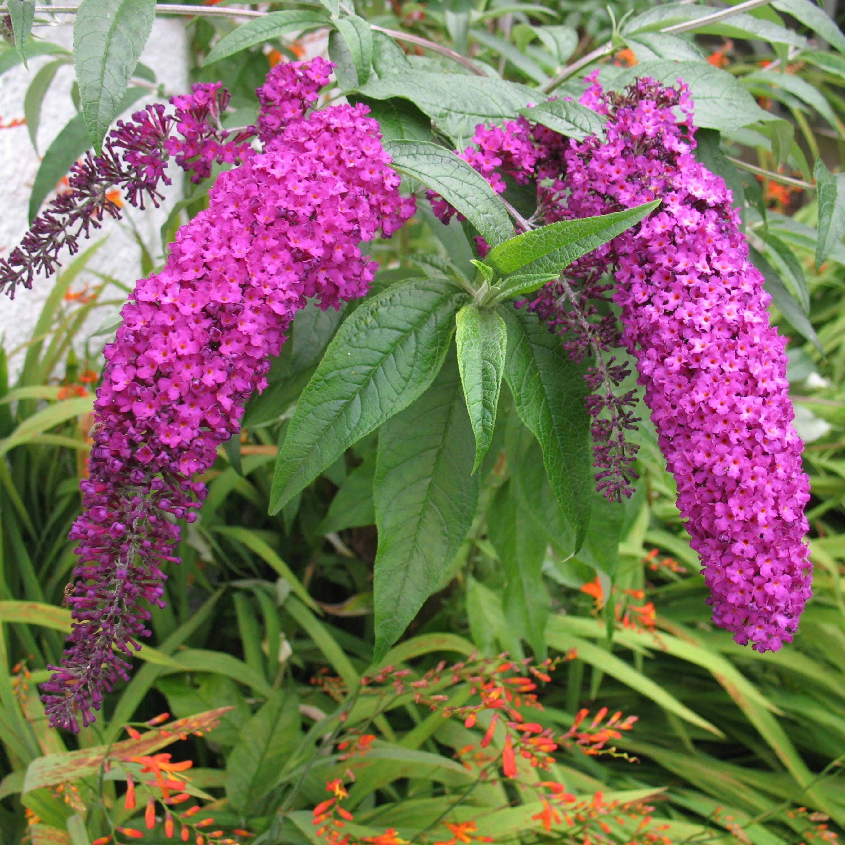 Promesse de Fleurs - Buddleia Royal Red - Arbre aux papillons rouge Pot de 7,5L/10L