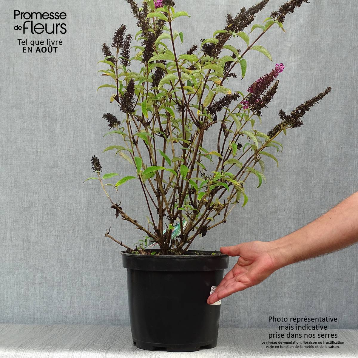 Buddleia Royal Red - Arbre aux papillons rouge Pot de 7,5L/10L - Image 2