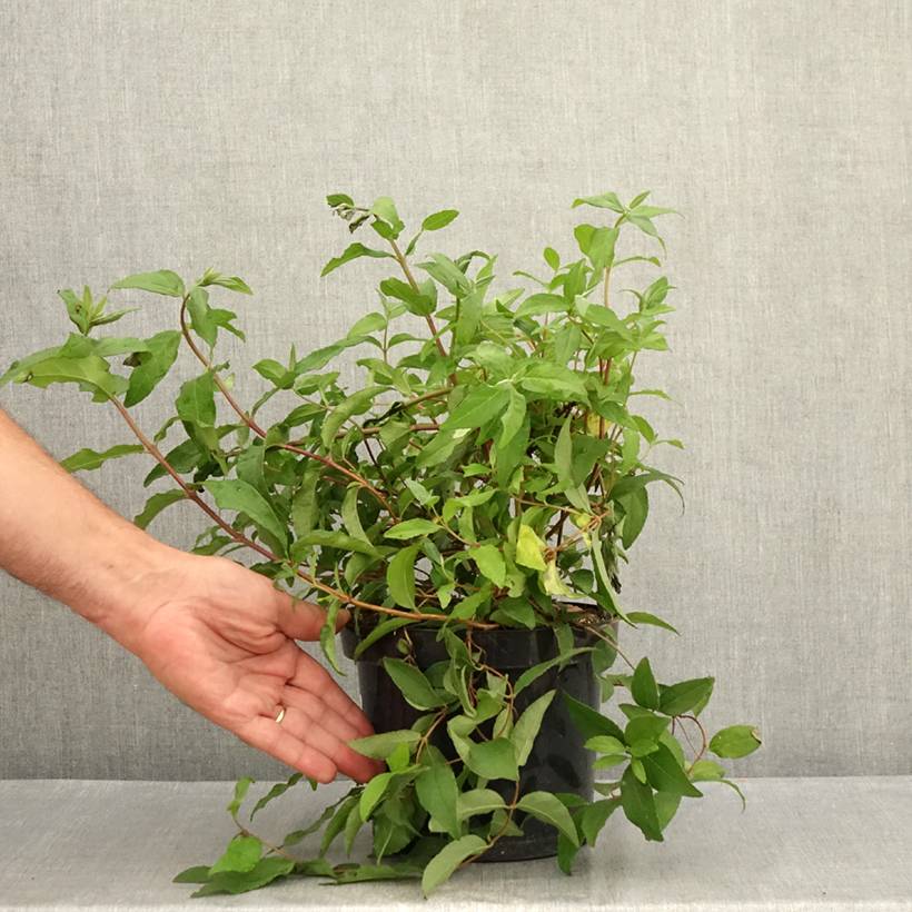 Deutzia scabra Punctata - Deutzie Pot de 2L/3L - Jardiland