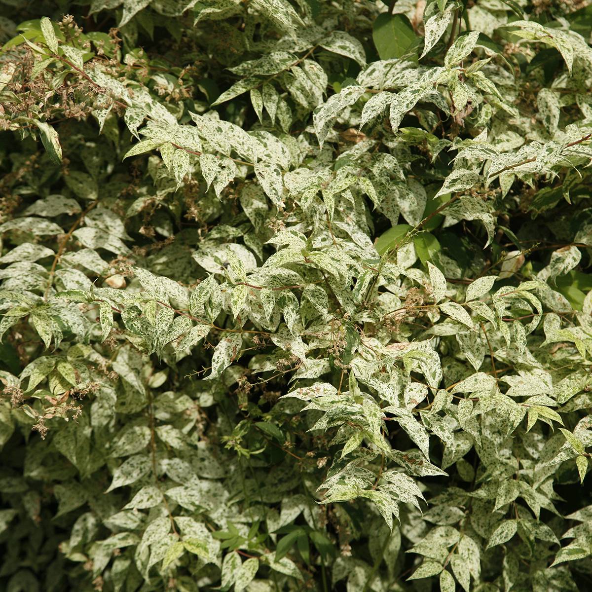 Promesse de Fleurs - Deutzia scabra Punctata - Deutzie Pot de 2L/3L