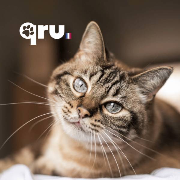 QRU - Complément alimentaire chat confort urinaire et insuffisance rénale - Image 5