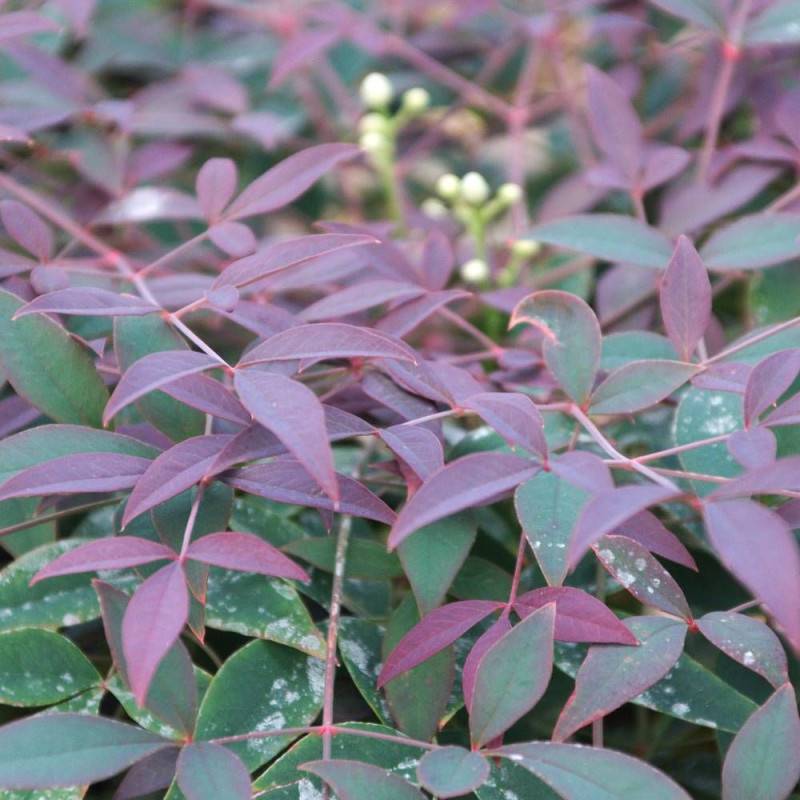 Bambou sacré Flirt® 'Murasaki', Nandina - Pot de 3L - 20/40 cm - Image 7