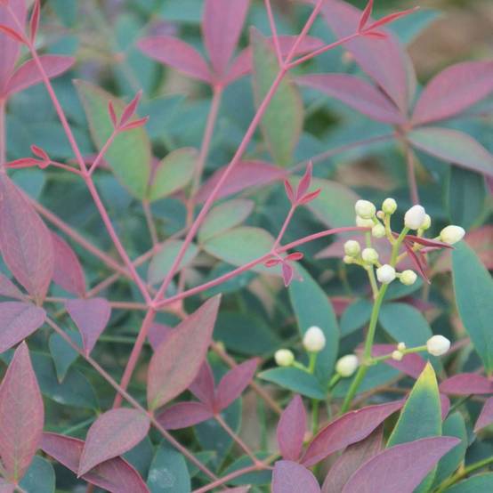 Bambou sacré Flirt® 'Murasaki', Nandina - Pot de 3L - 20/40 cm - Image 6