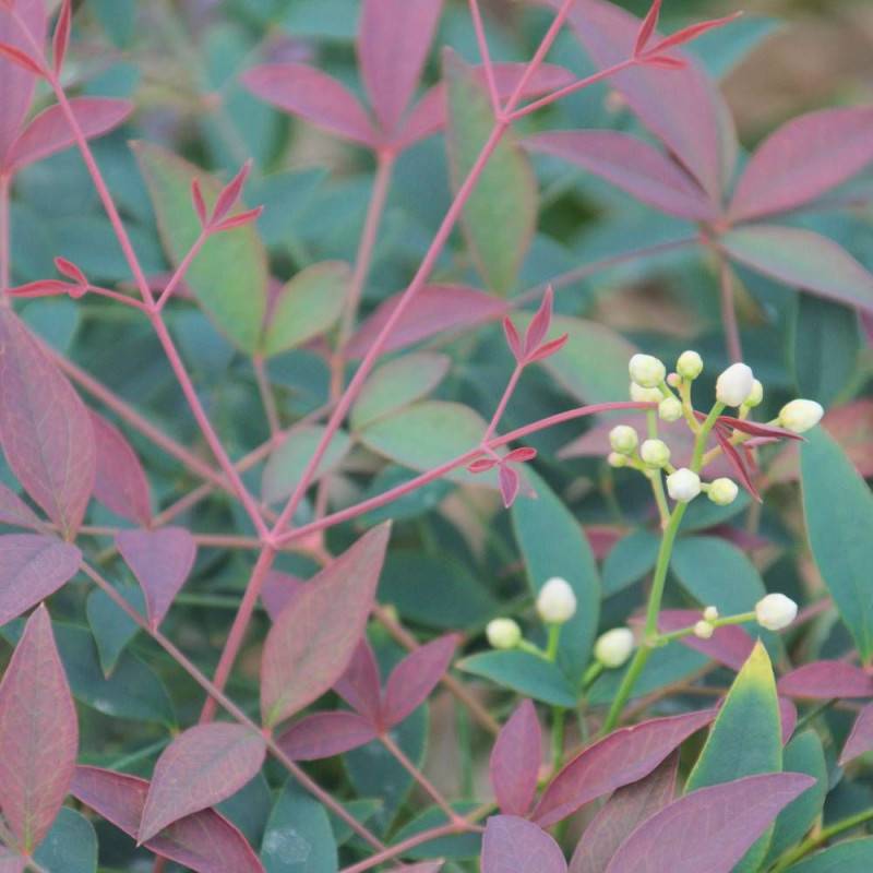 Bambou sacré Flirt® 'Murasaki', Nandina - Pot de 3L - 20/40 cm - Image 6