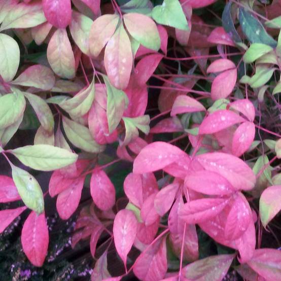 Bambou sacré Flirt® 'Murasaki', Nandina - Pot de 3L - 20/40 cm - Image 9