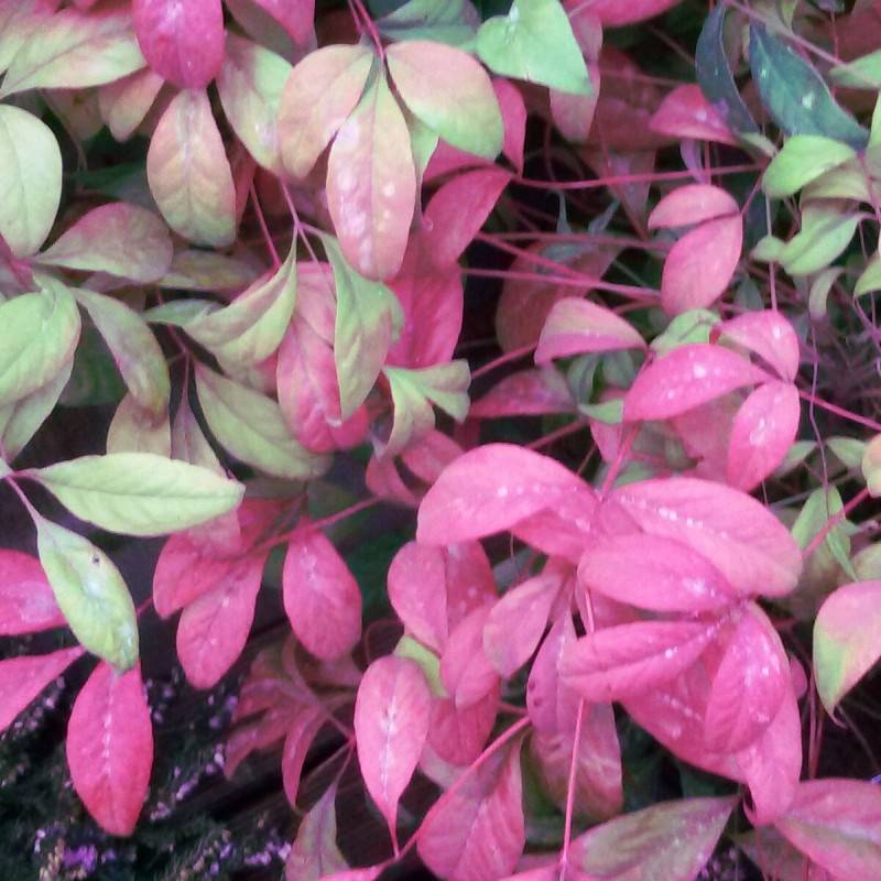 Bambou sacré Flirt® 'Murasaki', Nandina - Pot de 3L - 20/40 cm - Image 9