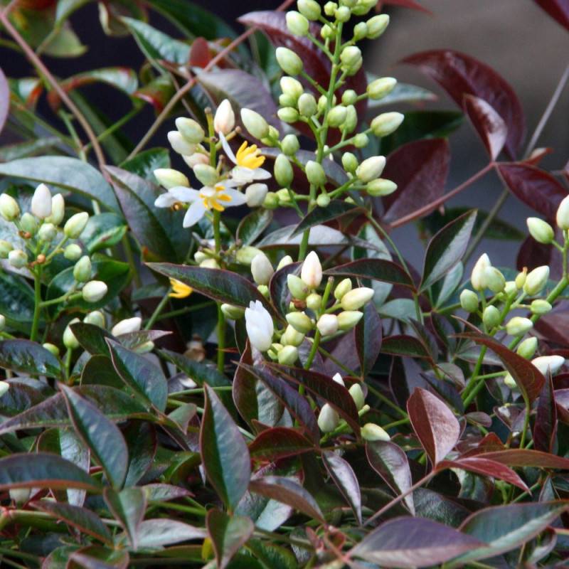 Bambou sacré Flirt® 'Murasaki', Nandina - Pot de 3L - 20/40 cm - Image 4