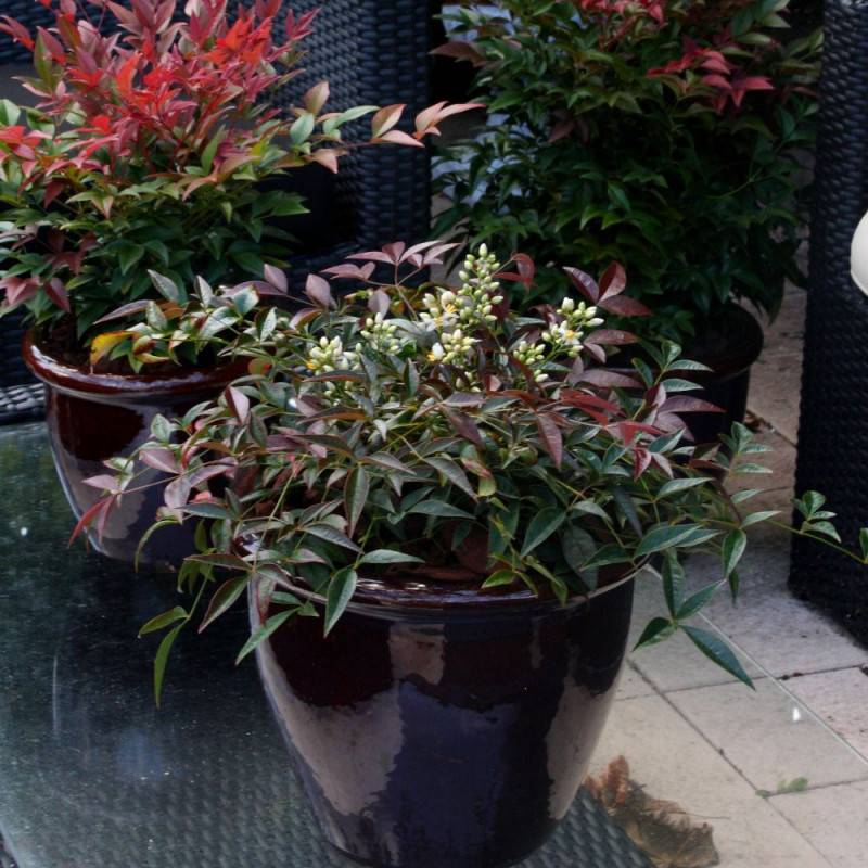 Bambou sacré Flirt® 'Murasaki', Nandina - Pot de 3L - 20/40 cm - Image 1