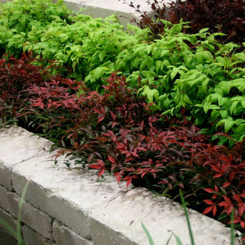 Bambou sacré Flirt® 'Murasaki', Nandina - Pot de 3L - 20/40 cm - Image 5
