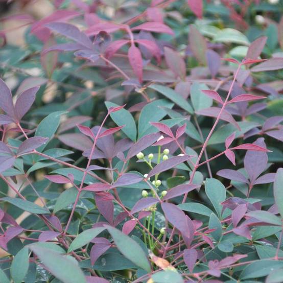 Bambou sacré Flirt® 'Murasaki', Nandina - Pot de 3L - 20/40 cm - Image 8