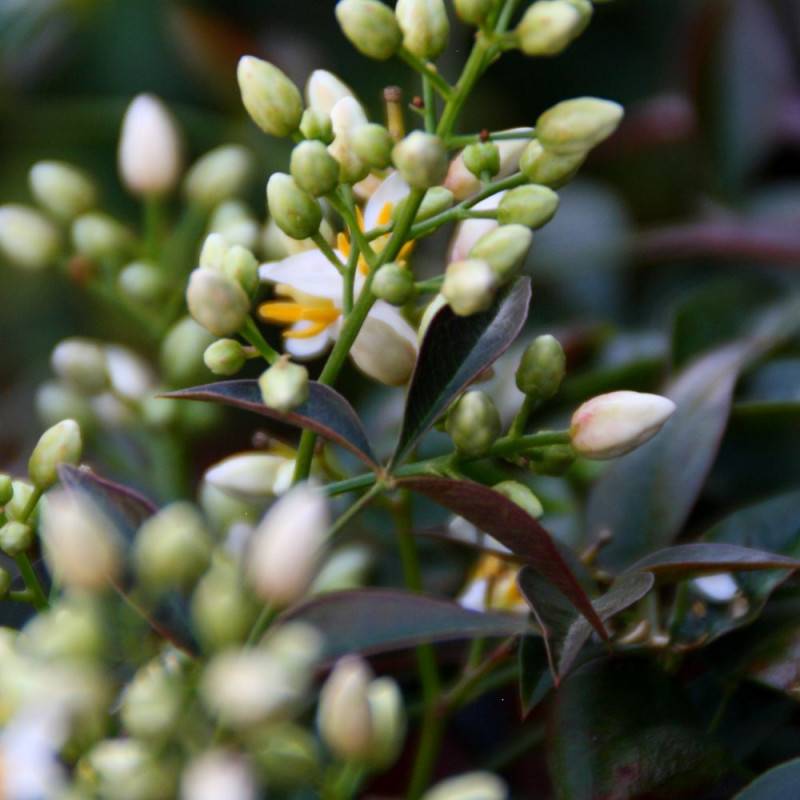 Bambou sacré Flirt® 'Murasaki', Nandina - Pot de 3L - 20/40 cm - Image 3