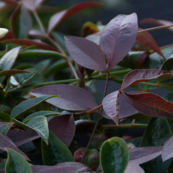 Bambou sacré Flirt® 'Murasaki', Nandina - Pot de 3L - 20/40 cm - Image 2