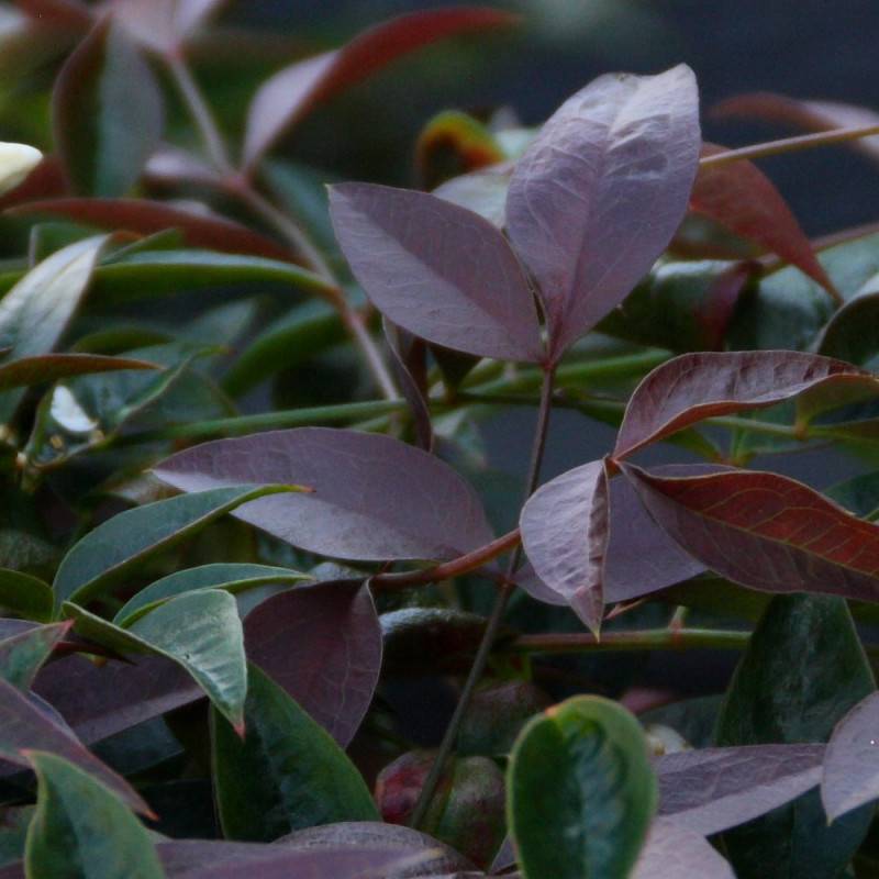 Bambou sacré Flirt® 'Murasaki', Nandina - Pot de 3L - 20/40 cm - Image 2