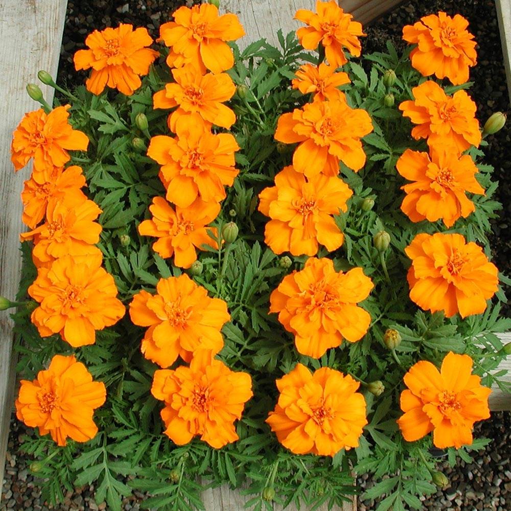 Oeillet d'Inde Queen Orange Mini-mottes Minimotte : motte 2,2 cm x 2 cm en plaque de culture par 35 (par 35)