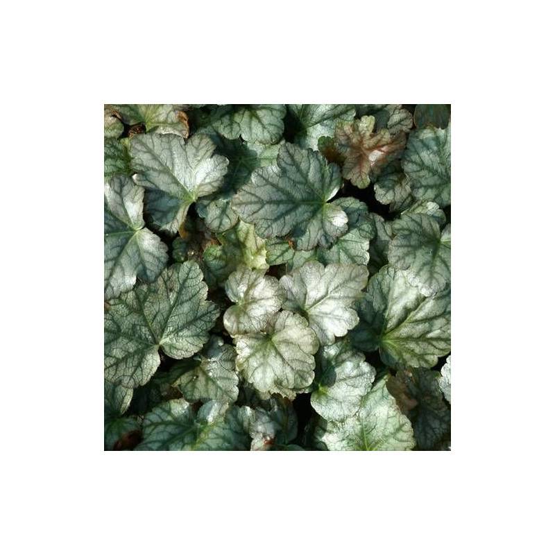 Heucherella Quicksilver à fleurs Blanche/ - feuillage Caduc - Godet - 5/20 cm - Imagen 2