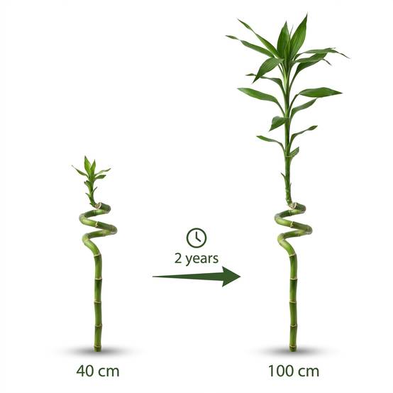 Lucky Bamboo Lot de 2 - Verre, Galets & 5 Boules de Mousse Marimo - 40cm - Image 6