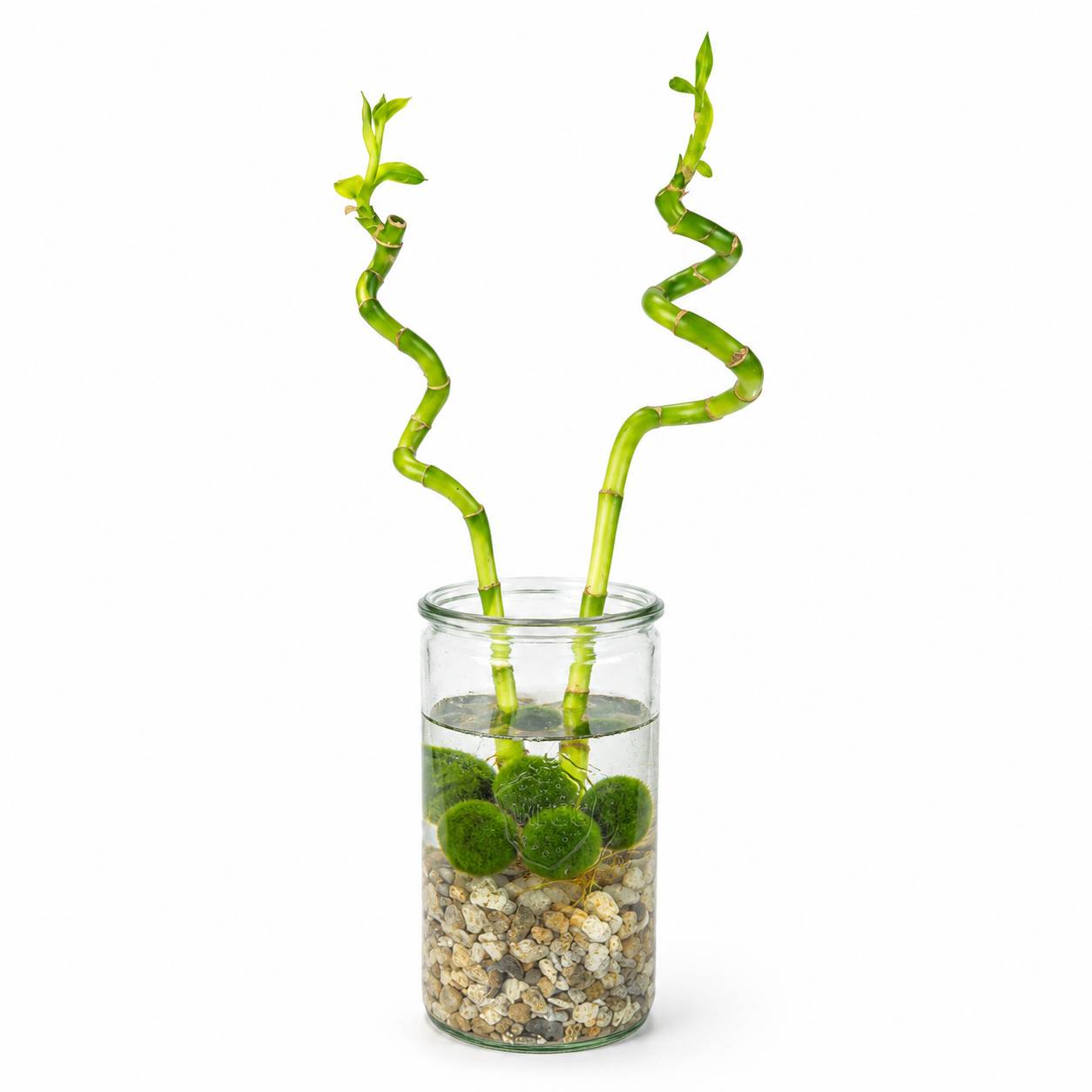 Lucky Bamboo Lot de 2 - Verre, Galets & 5 Boules de Mousse Marimo - 40cm