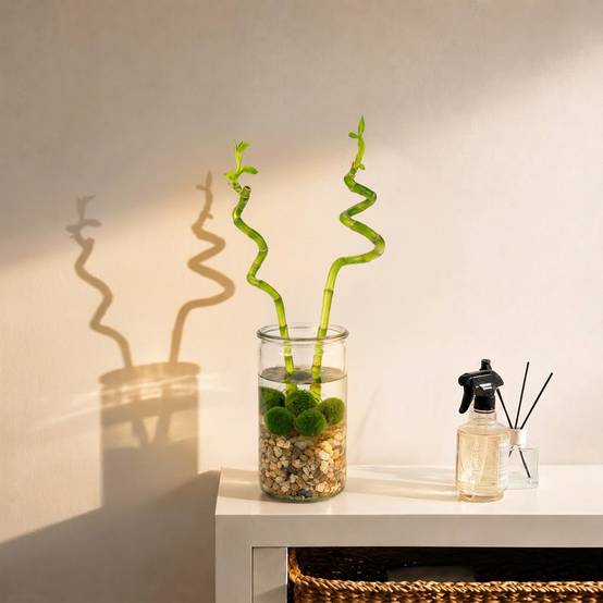 Lucky Bamboo Lot de 2 - Verre, Galets & 5 Boules de Mousse Marimo - 40cm - Image 2