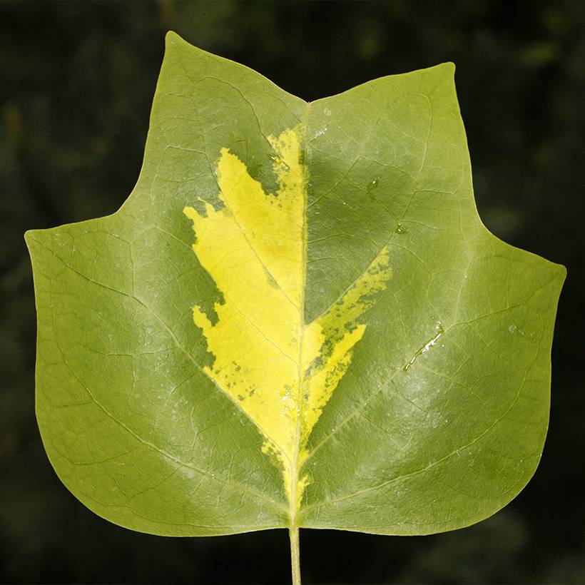 Promesse de Fleurs - Liriodendron tulipifera Purgatory - Tulipier de Virginie panaché Pot de 4L/5L