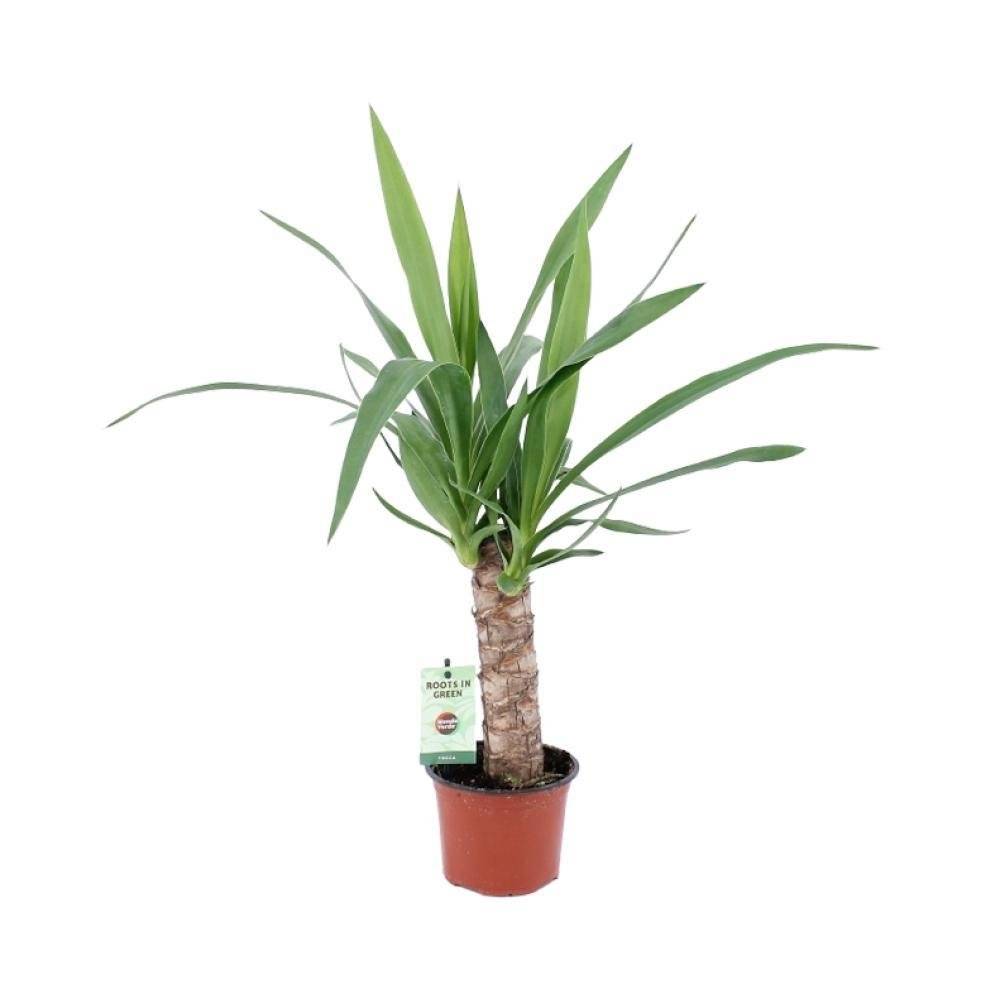 La Green Touch - Yucca Elephantipes 50cm - Plante d'intérieur- La Green Touch - Imagen 3