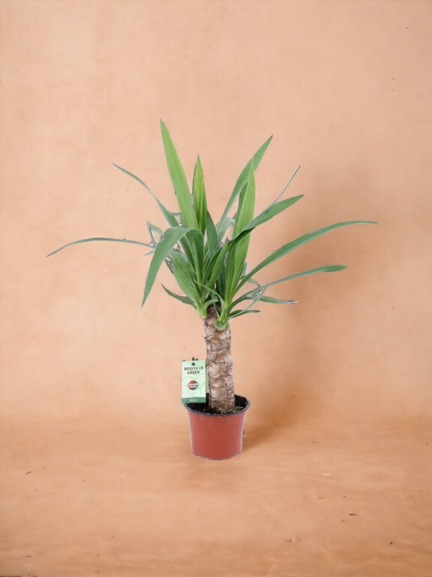 La Green Touch - Yucca Elephantipes 50cm - Plante d'intérieur- La Green Touch - Imagen 2