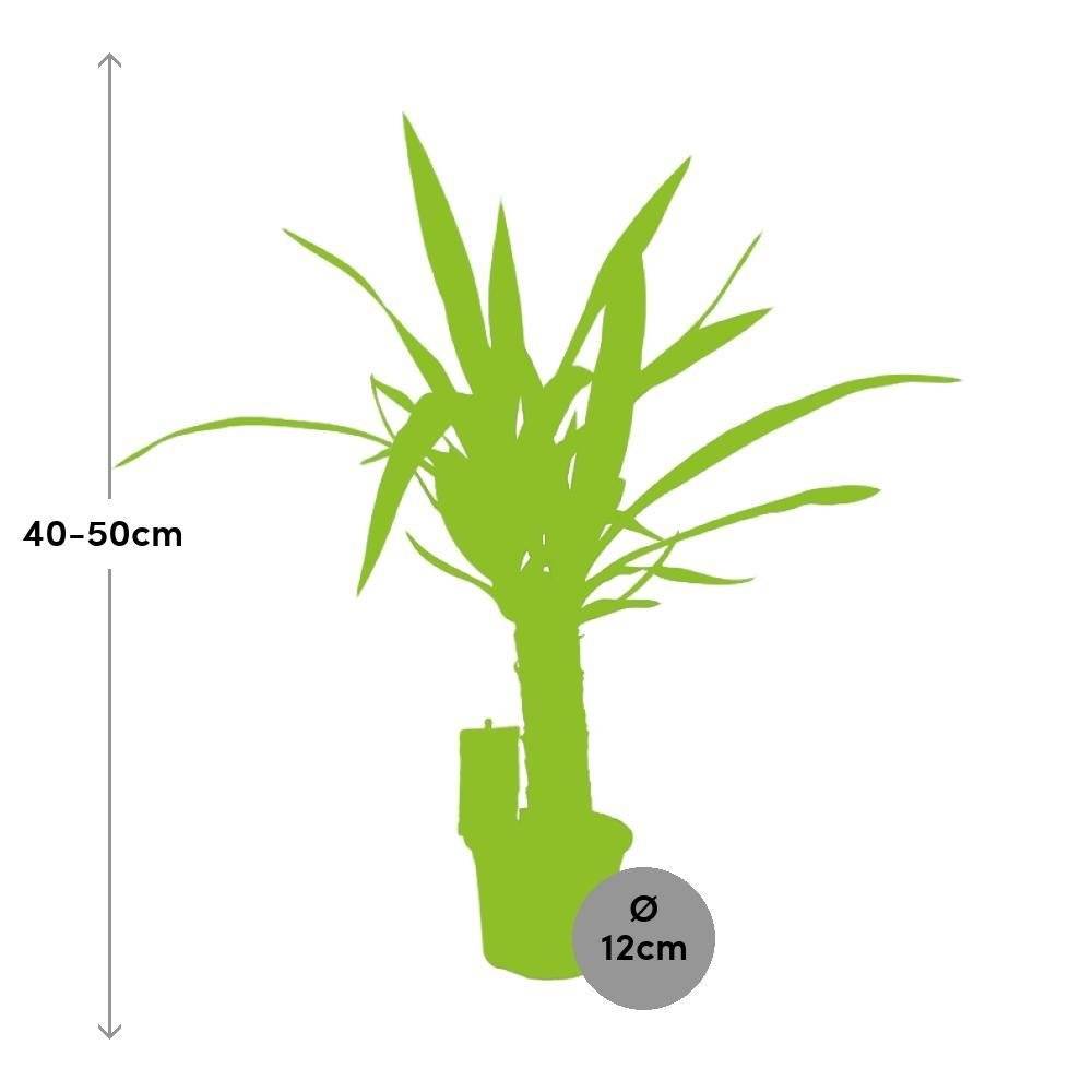 La Green Touch - Yucca Elephantipes 50cm - Plante d'intérieur- La Green Touch - Imagen 4