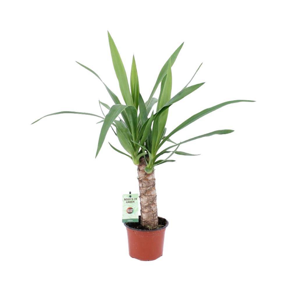 La Green Touch - Yucca Elephantipes 50cm - Plante d'intérieur- La Green Touch - Imagen 1