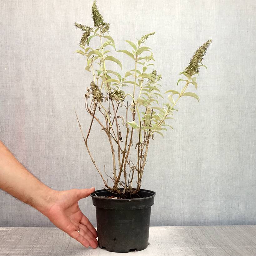 Buddleia davidii White Profusion - Arbre aux papillons Pot de 3L/4L - Image 2