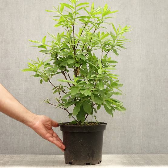 Azalée de Chine Delicatissima - Rhododendron (x) occidentale Pot de 4L/5L - Image 2