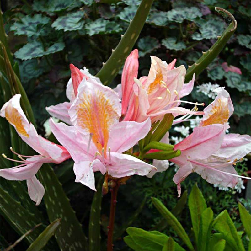 Azalée de Chine Delicatissima - Rhododendron (x) occidentale Pot de 4L/5L - Image 1