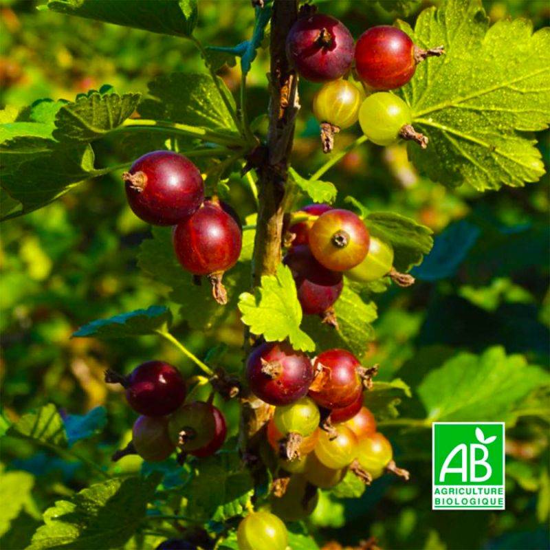 Caseille 'Anita' BIO (Ribes nigrum x r.divaricatum 'Anita') - Godet 9cm - Pépinières Naudet - Imagen 1