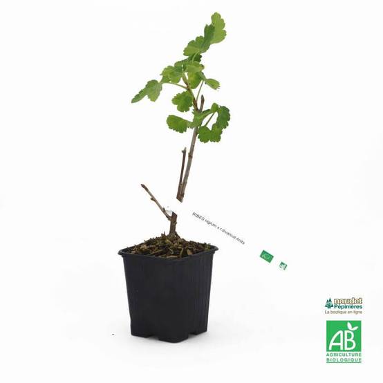 Caseille 'Anita' BIO (Ribes nigrum x r.divaricatum 'Anita') - Godet 9cm - Pépinières Naudet - Image 2