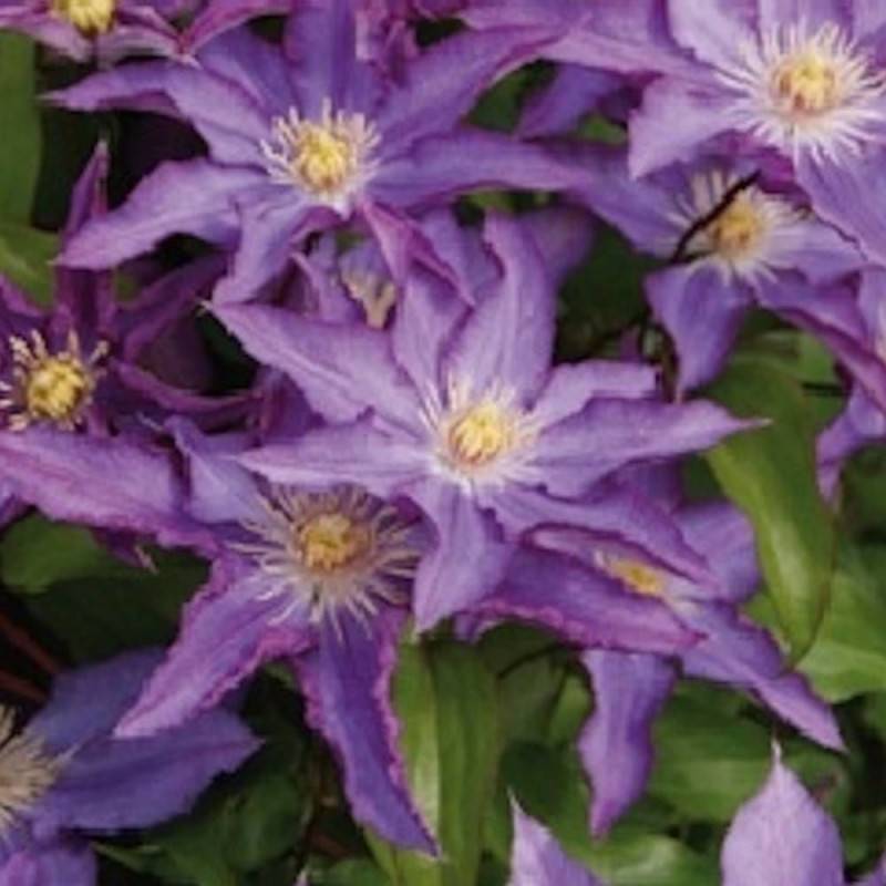 Clématite Palette® 'Zo08111' à fleurs Violette - feuillage Caduc - Pot de 2L - Tuteur bambou 60/90 cm-  hauteur à maturité De 2,50 m à 3,00 m - Image 5