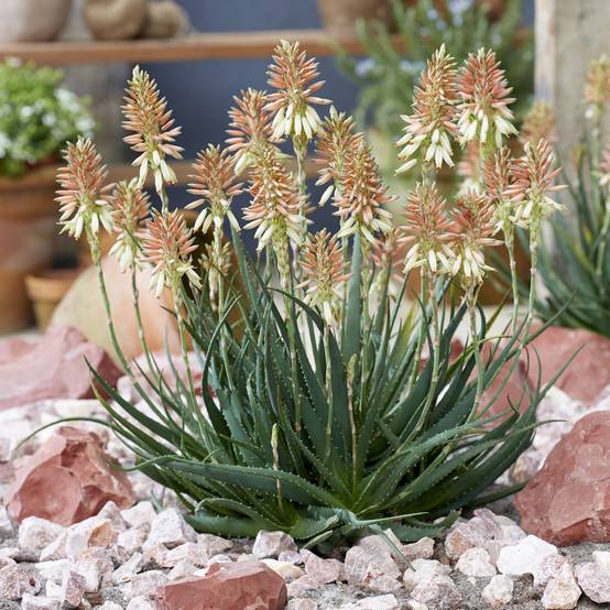 Promesse de Fleurs - Aloe Safari Sunrise - Aloès Pot de 3L/4L