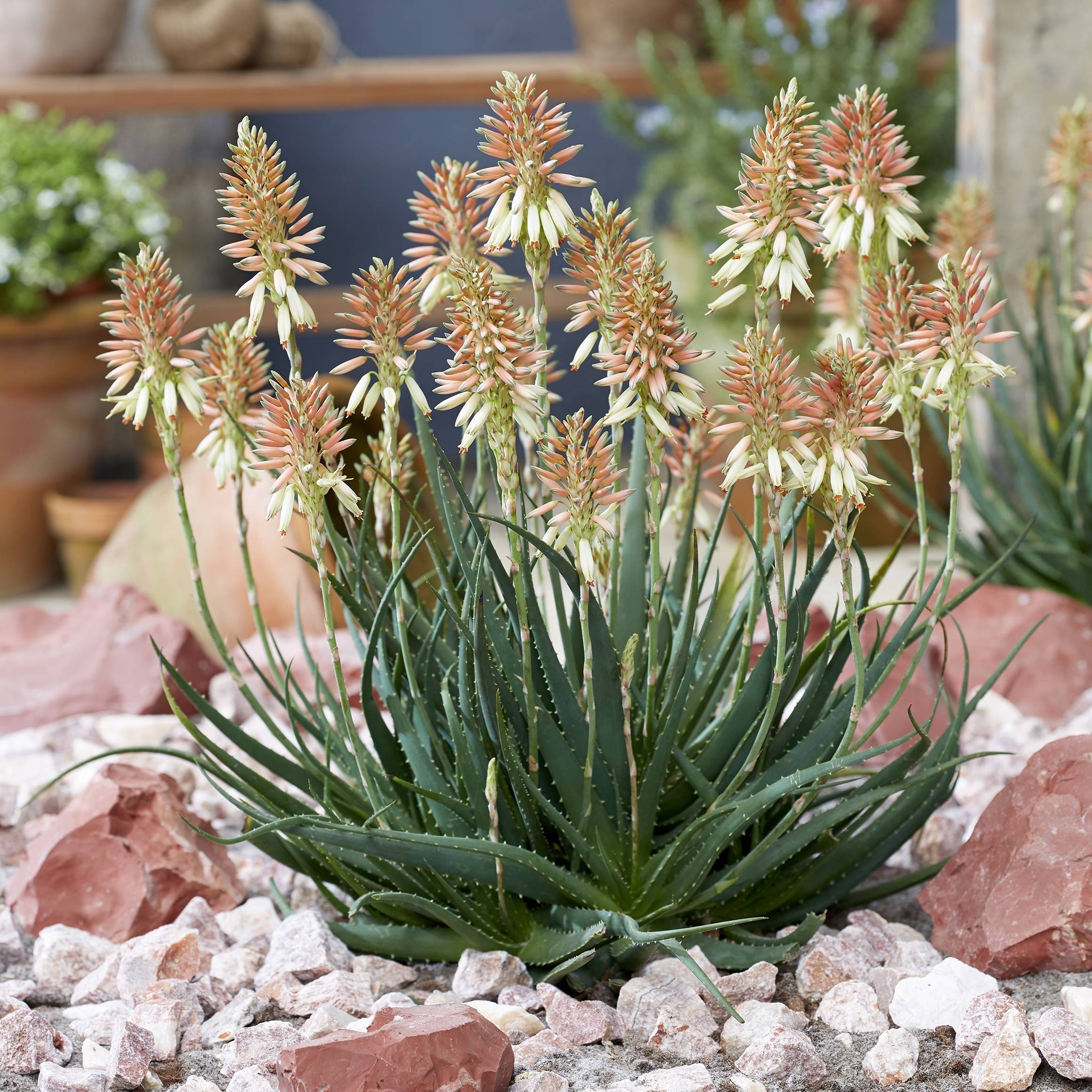 Promesse de Fleurs - Aloe Safari Sunrise - Aloès Pot de 3L/4L