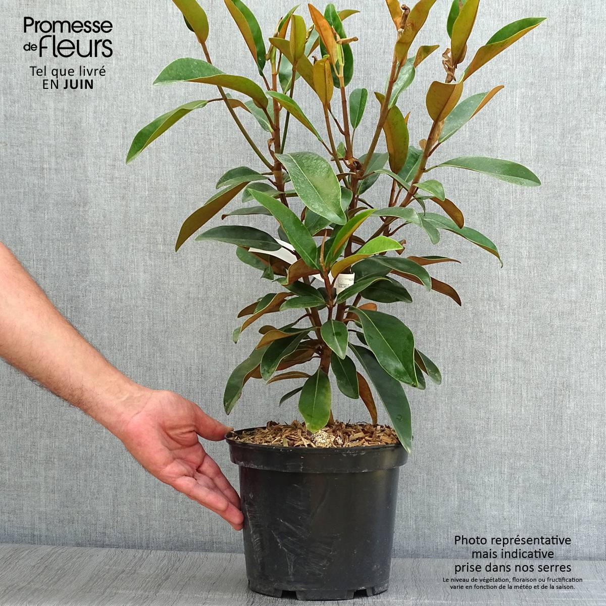 Promesse de Fleurs - Magnolia grandiflora Alta Pot de 4L/5L - Image 2