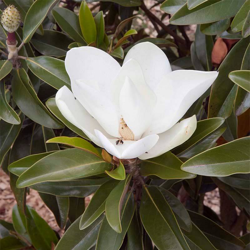 Promesse de Fleurs - Magnolia grandiflora Alta Pot de 4L/5L - Image 1