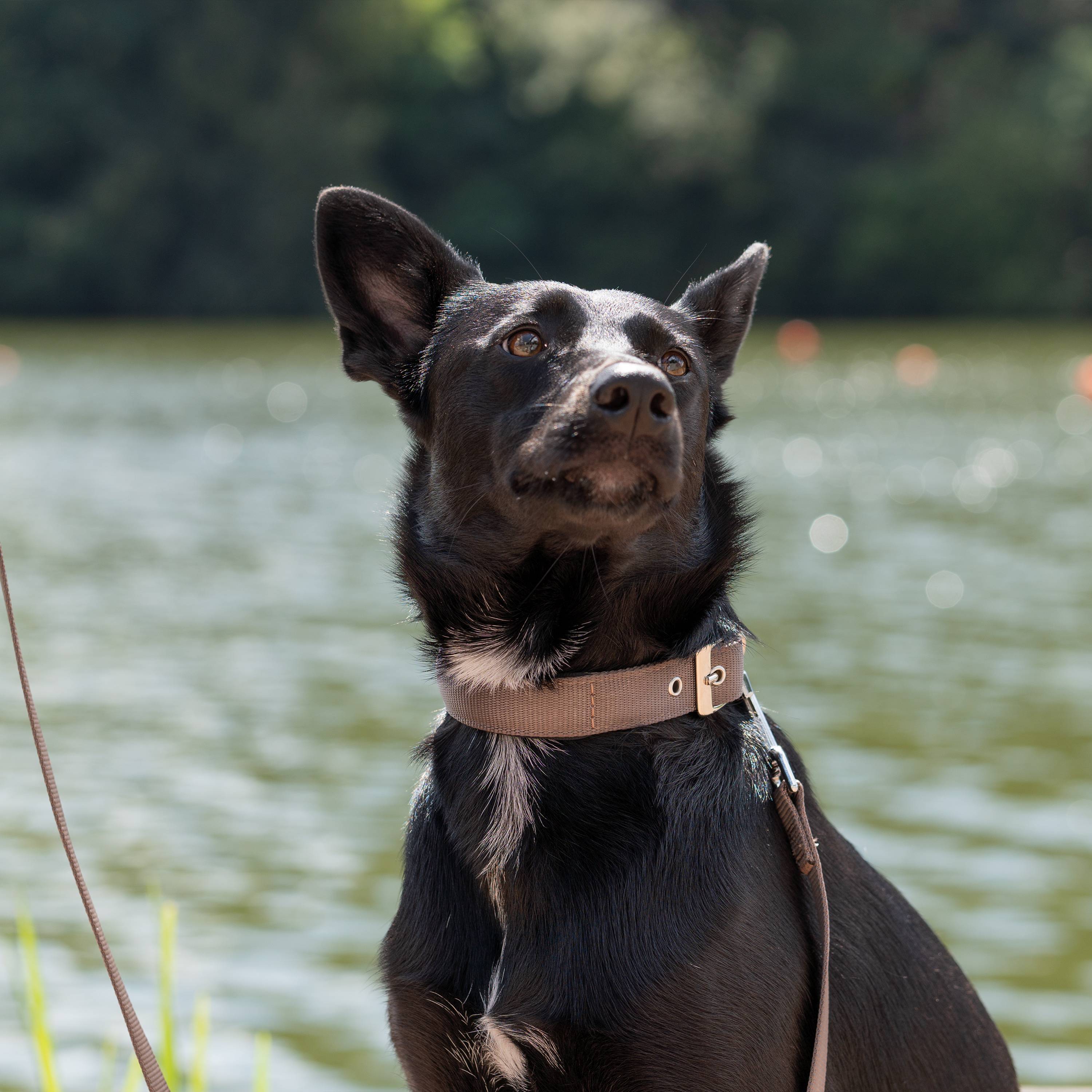 Ferplast - Collier chien chiens nylon souple rembourrage FERPLAST DAYTONA différentes tailles et couleurs - Imagen 3