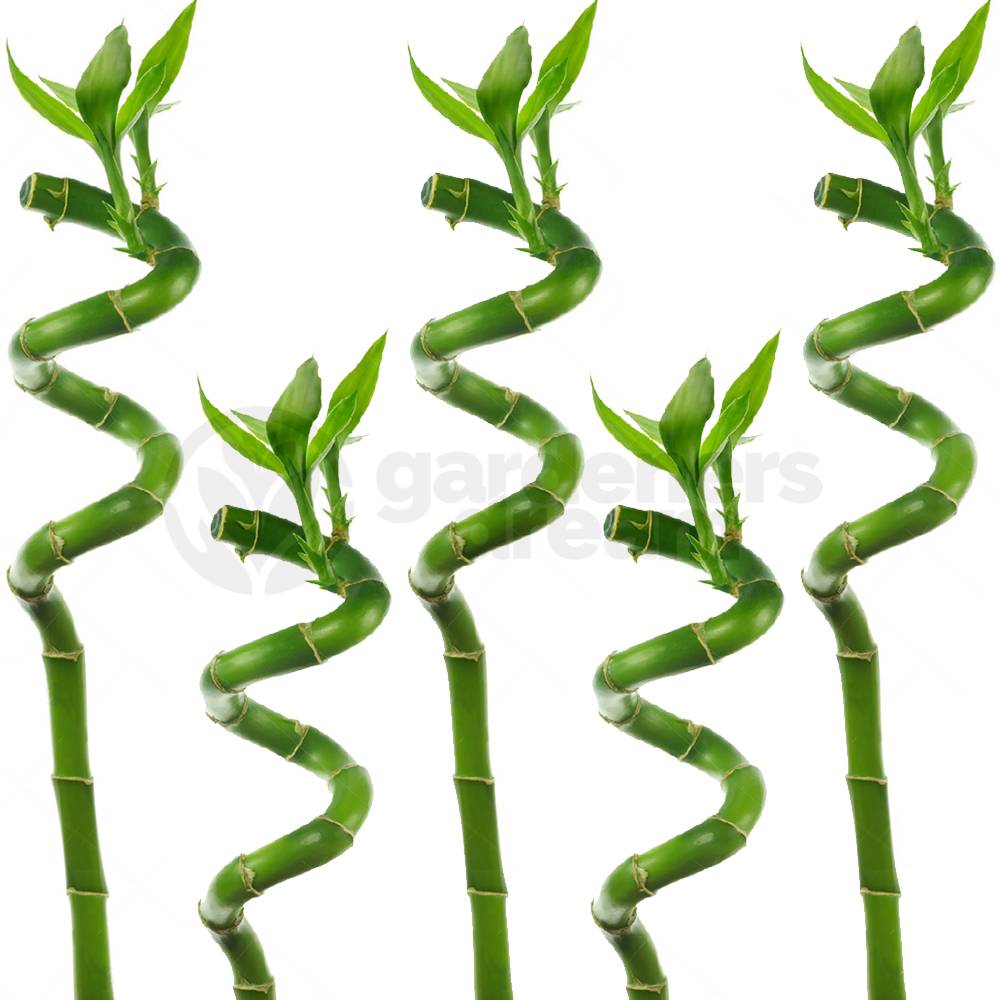 Gardenersdream - Lucky Bambou 30 Cm - 5 Tiges Spiralées - Plante D'Intérieur En Pot Rebord De Fenêtre - GardenersDream - Imagen 2