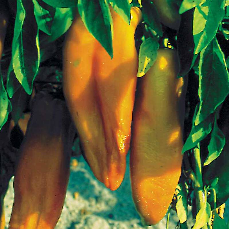 Poivron Corno di Toro Giallo Bio - Ferme de Sainte Marthe le sachet de 30 graines environ