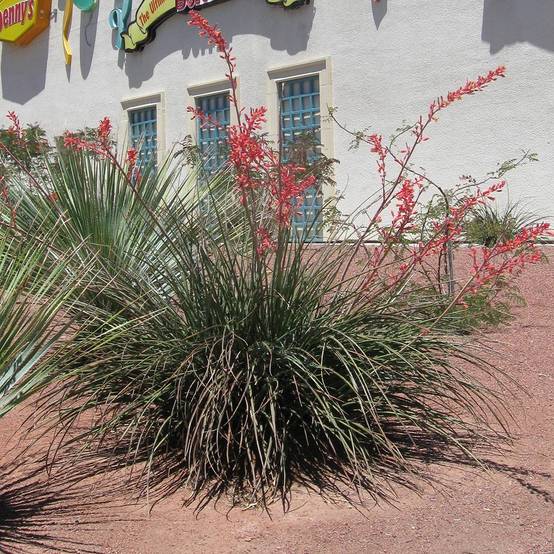 Hesperaloe parvifolia Rose des Sables Pot de 2L/3L