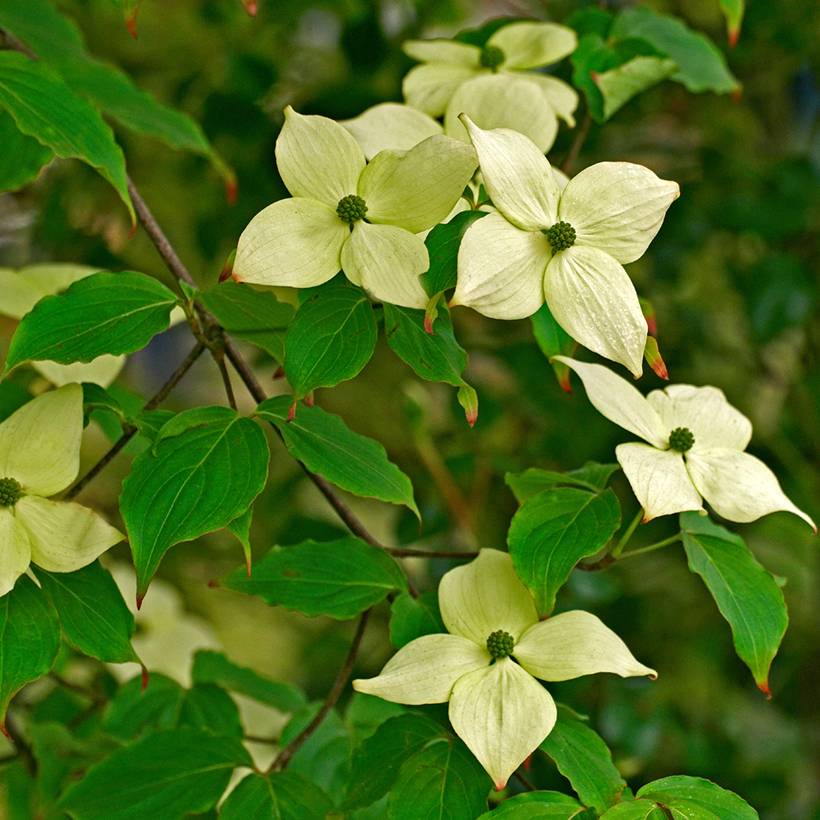 Promesse de Fleurs - Cornus kousa China Girl - Cornouiller du Japon blanc Pot de 4L/5L