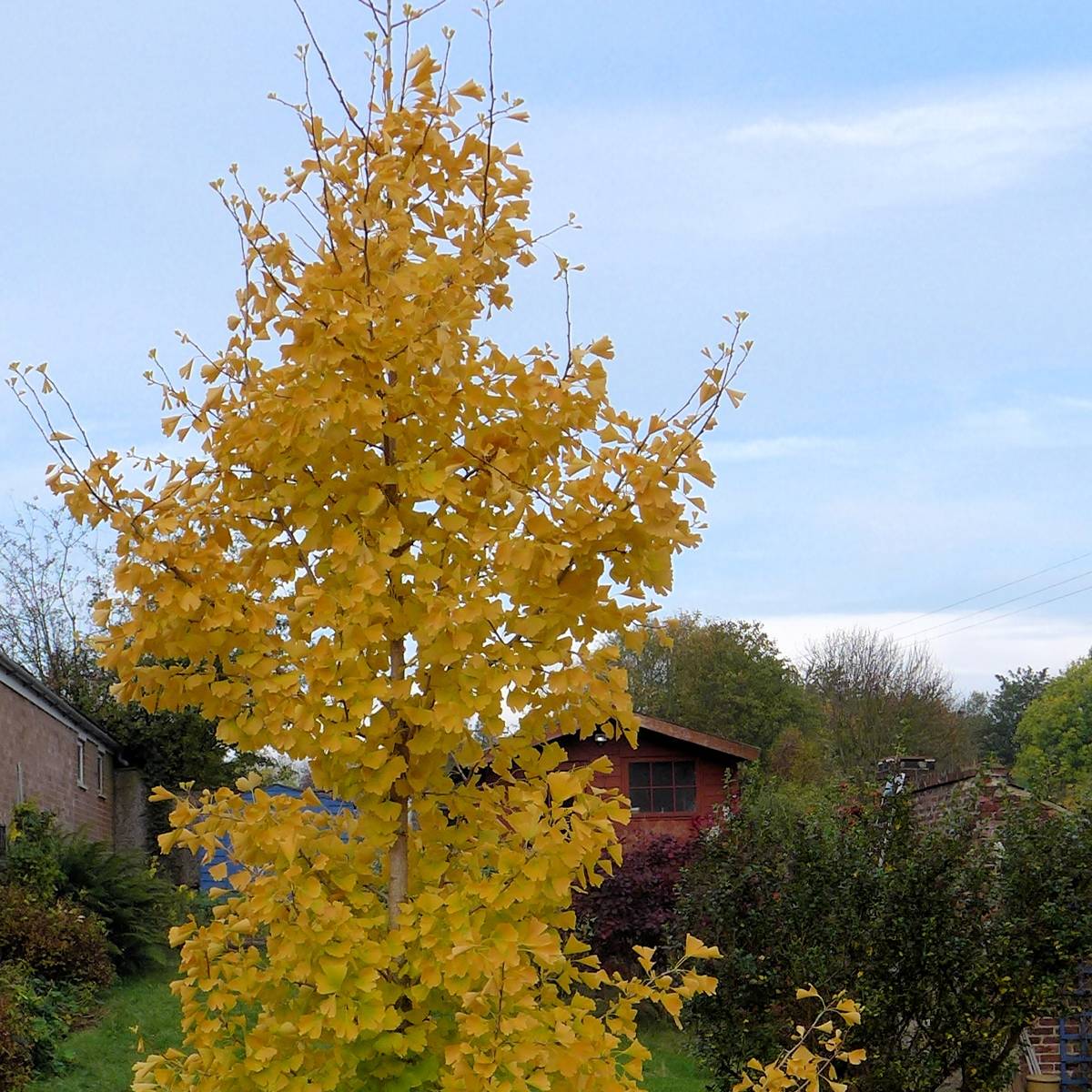 Ginkgo Biloba fastigiata Gold Flame - Arbre aux quarante écus Pot de 1L/1,5L - Image 1