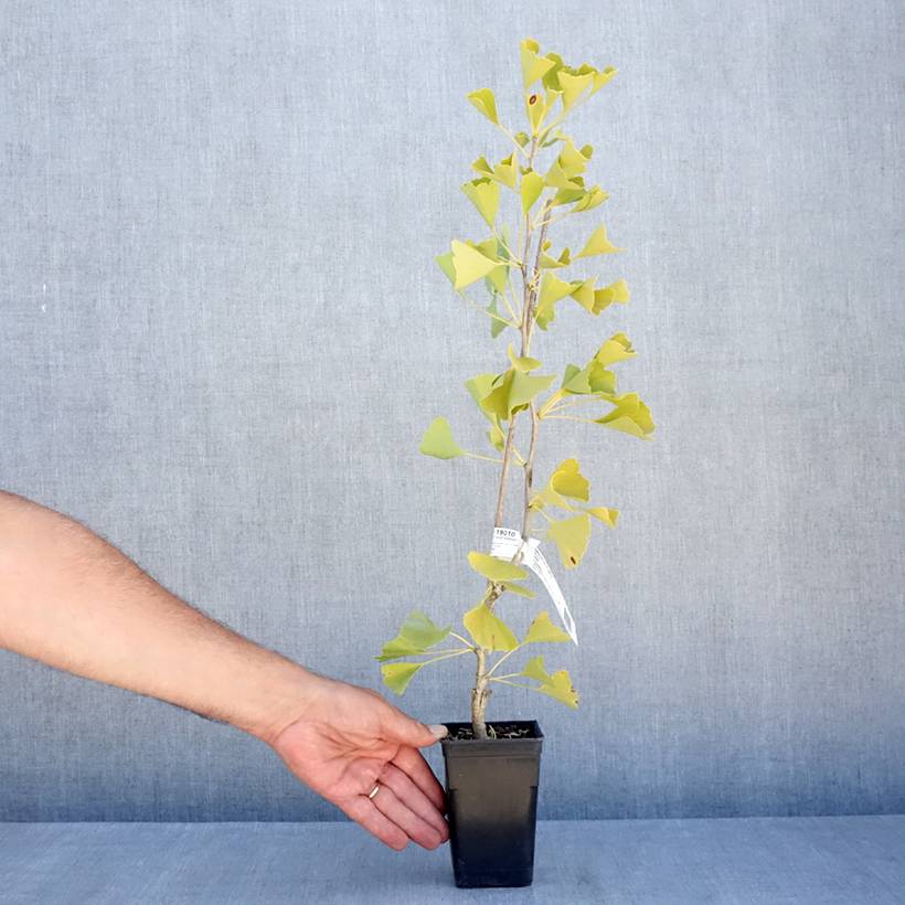 Ginkgo Biloba fastigiata Gold Flame - Arbre aux quarante écus Pot de 1L/1,5L - Image 2