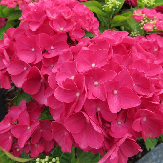 Promesse de Fleurs - Hortensia - Hydrangea macrophylla Rebellion Dark Pink Love Pot de 12 cm / 13 cm